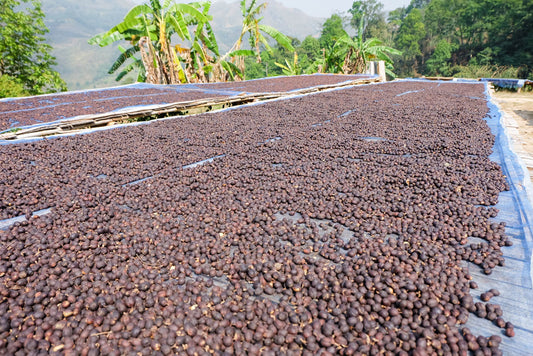 Discovering Natural Process Coffee: A Flavor Adventure