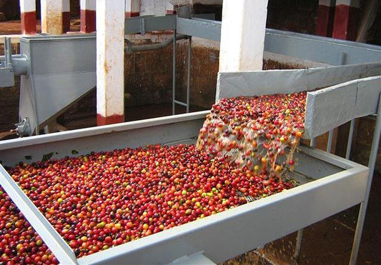 Why You Should Try Washed Process Coffee